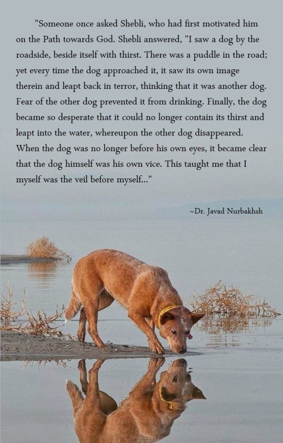Excerpt from Dogs from a Sufi Point of View Dr. Javad Nurbakhsh